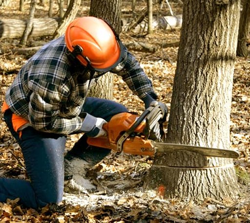 Tree Removal in Argonne, WI